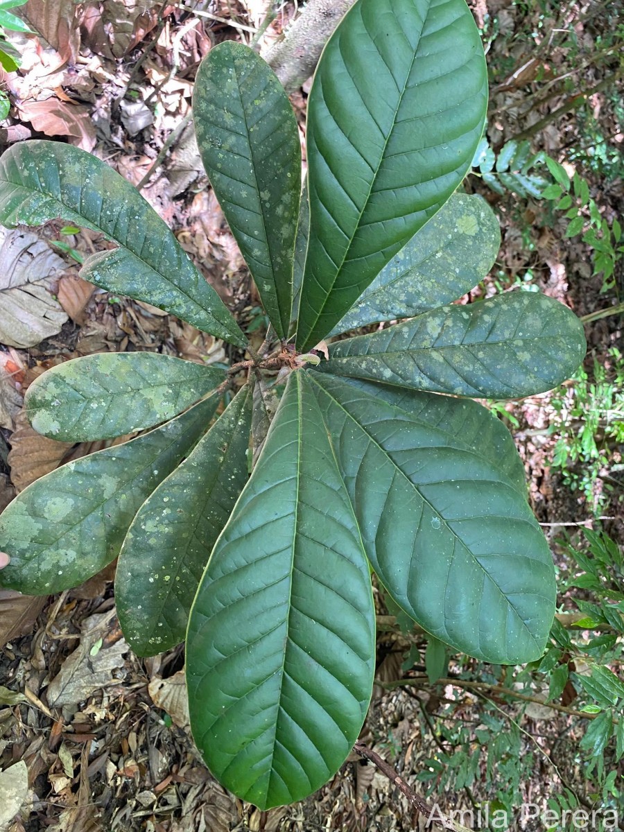 Semecarpus pseudoemarginatus Kosterm.